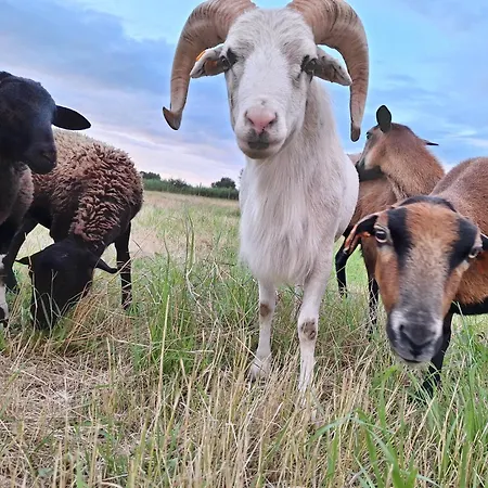 بيت للعطل Porzeczkowe دارووفكو