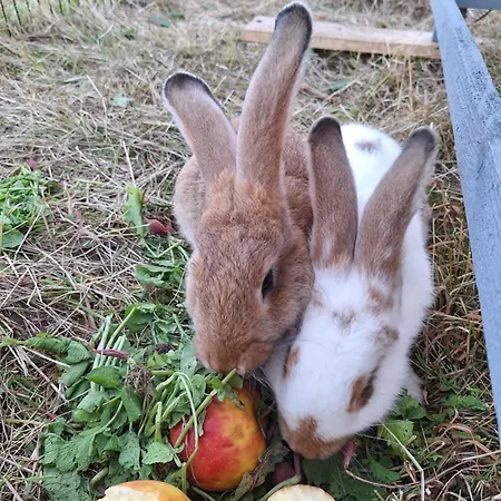 Porzeczkowe بيت للعطل *