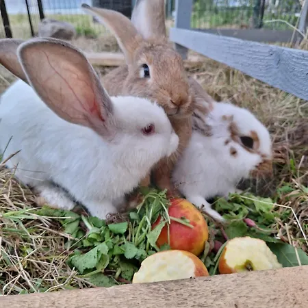 بيت للعطل Porzeczkowe *