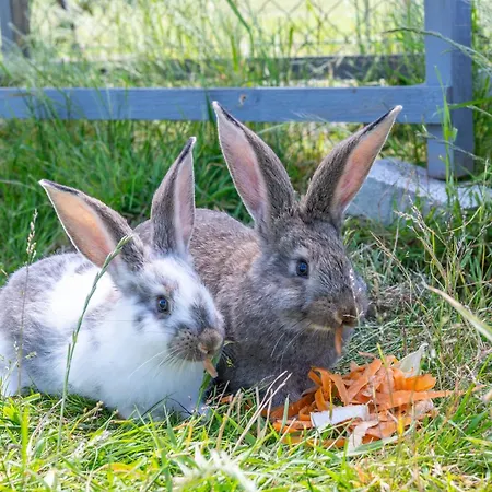 بيت للعطل Porzeczkowe