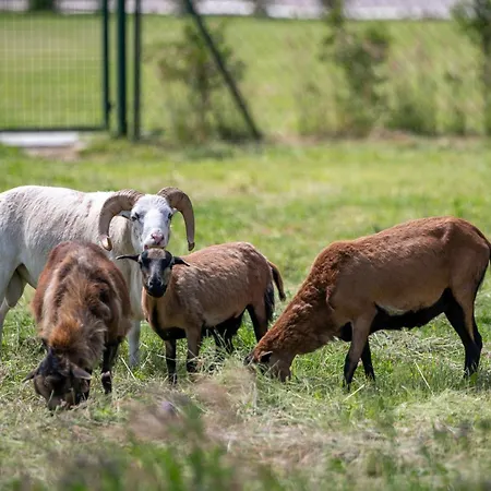 Prázdninový dům Porzeczkowe Darłowo