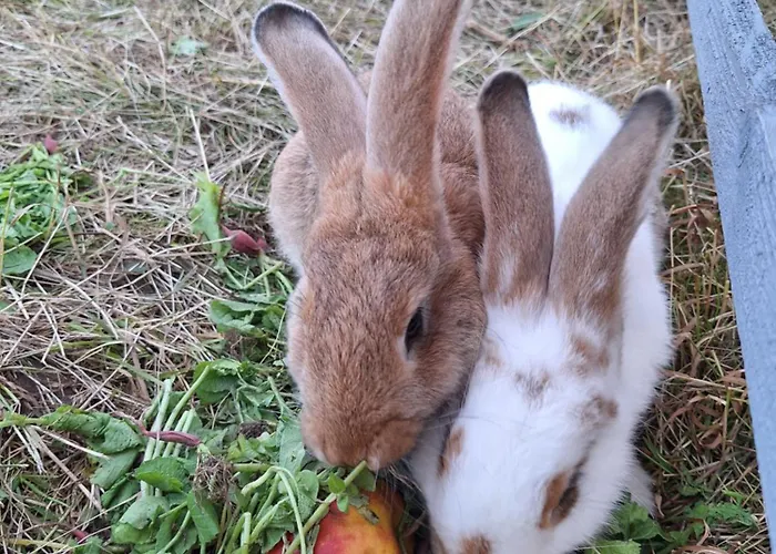 Porzeczkowe Dom wakacyjny *